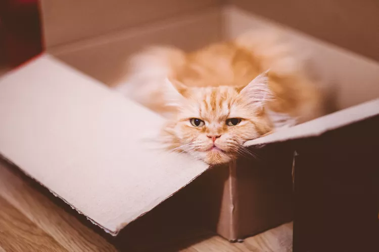 Por que os gatos gostam de caixas?