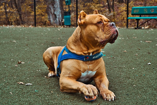 A verdade sobre os pit bulls: 6 mitos desfeitos