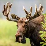8 Curiosidades sobre alces