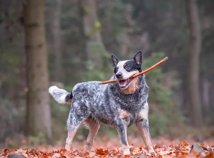 As 13 raças de cães com maior longevidade