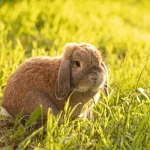 As 9 raças de coelhos mais fofas