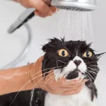 Por que os gatos odeiam água?