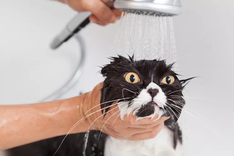 Por que os gatos odeiam água?