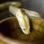 As cobras bebem água?