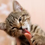 Por que os gatos lambem as pessoas?