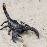 10 Curiosidades sobre escorpiões