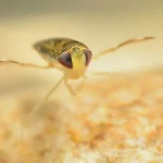 Os 11 animais mais barulhentos da Terra